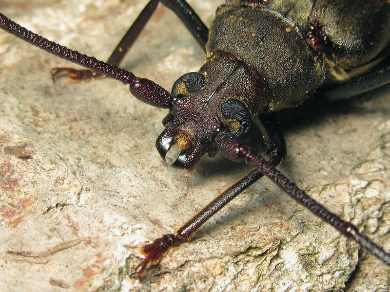 larva di Cerambycidae:  cfr.  Aegosoma scabricorne